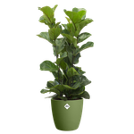 brussels rund 20cm moss green (1)